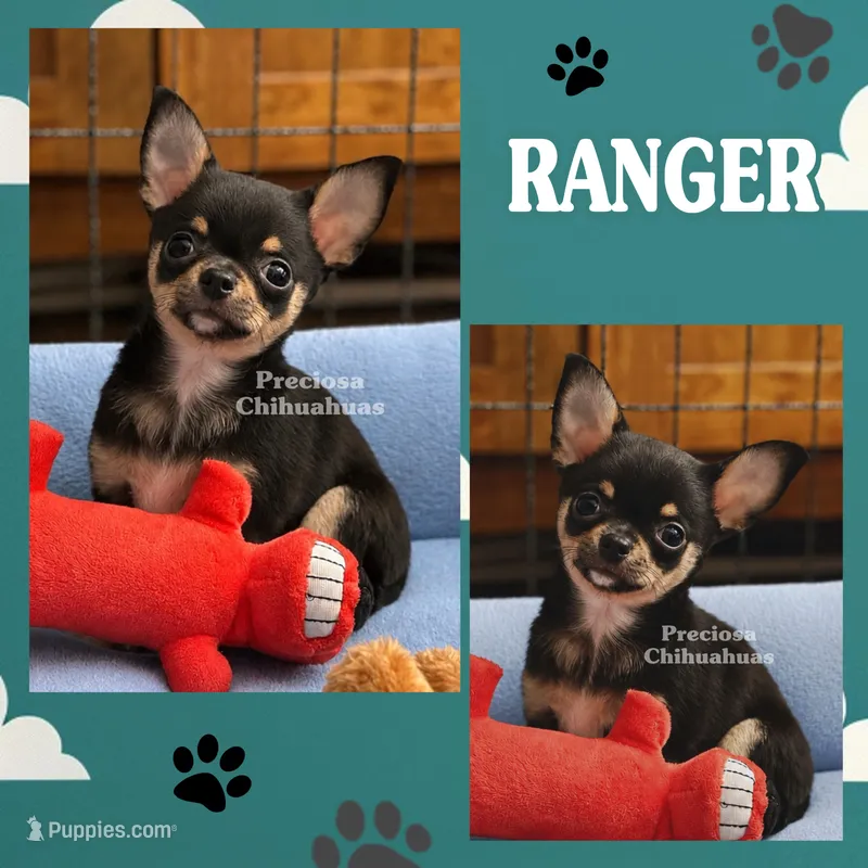 Ranger – Chihuahua puppy for sale in Houston, TX