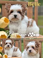 Belle, a female Yorkshire Terrier for sale in Houston, TX – 3 of 3