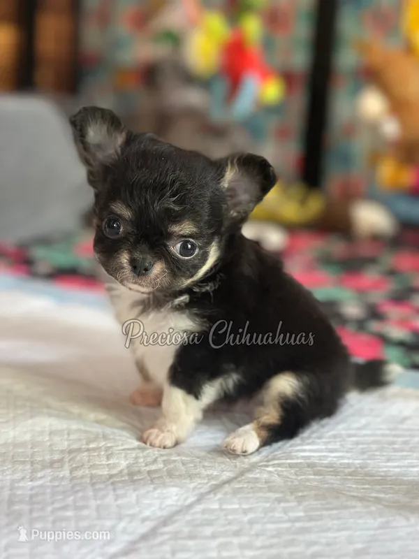 Sky – Chihuahua puppy for sale in Houston, TX
