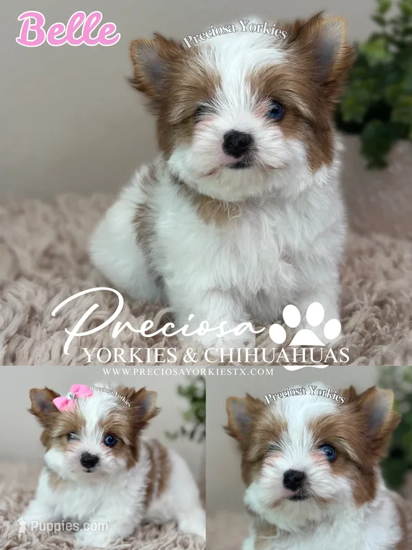 Belle – Yorkshire Terrier puppy for sale in Houston, TX