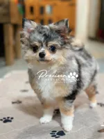  Moon, a female Chihuahua for sale in Houston, TX – 3 of 3