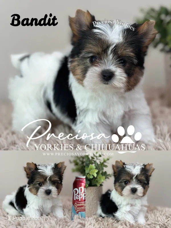 Bandit – Yorkshire Terrier puppy for sale in Houston, TX