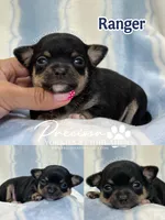 Ranger, a male Chihuahua for sale in Houston, TX – 2 of 2