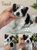 Tassel, a female Yorkshire Terrier for sale in Houston, TX – 1 of 1