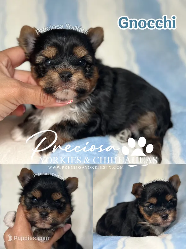 Gnocchi  – Yorkshire Terrier puppy for sale in Houston, TX