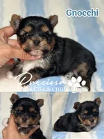 Gnocchi , a male Yorkshire Terrier for sale in Houston, TX – 1 of 2