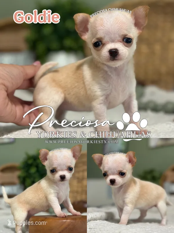 Goldie  – Chihuahua puppy for sale in Houston, TX