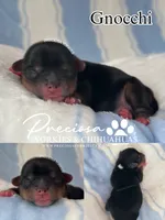 Gnocchi , a male Yorkshire Terrier for sale in Houston, TX – 1 of 1
