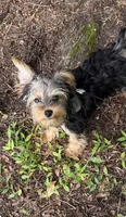 Milo, a male Yorkshire Terrier for sale in Deltona, FL – 4 of 4