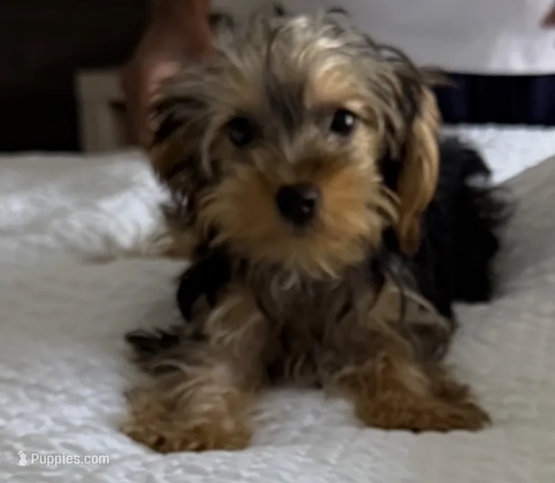 Milo – Yorkshire Terrier puppy for sale in Deltona, FL