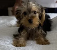 Milo, a male Yorkshire Terrier for sale in Deltona, FL – 1 of 4