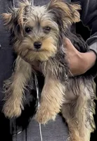 Milo, a male Yorkshire Terrier for sale in Deltona, FL – 3 of 4