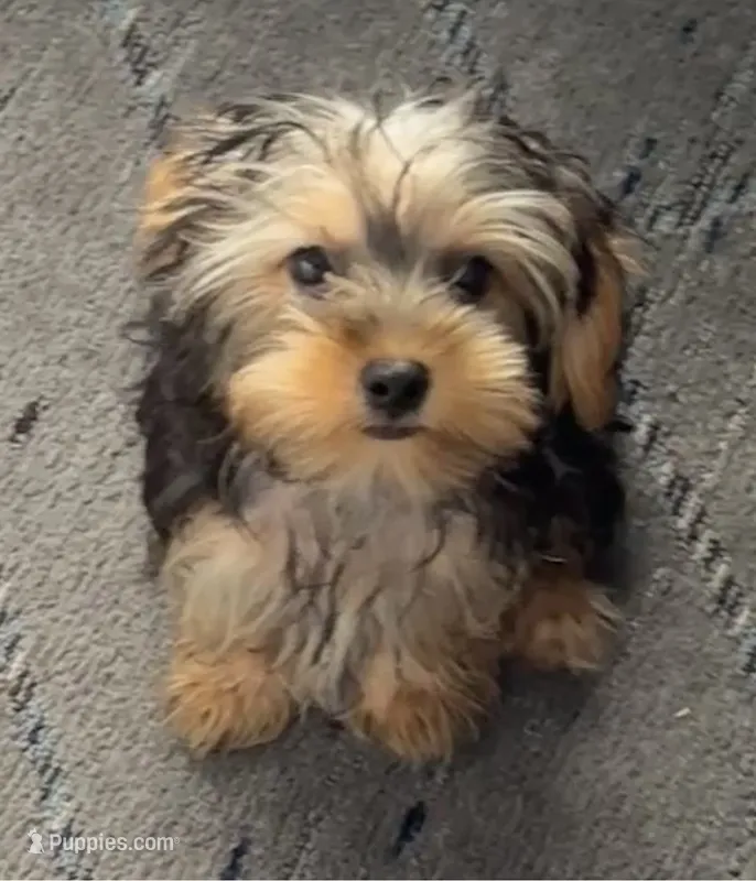 Milo – Yorkshire Terrier puppy for sale in Deltona, FL