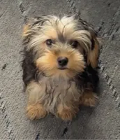 Milo, a male Yorkshire Terrier for sale in Deltona, FL – 2 of 4