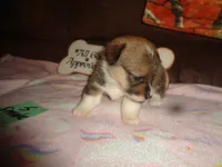 Lola5ohio, a female Pembroke Welsh Corgi for sale in Cardington, OH – 3 of 9
