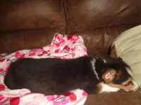 Grace4ohio, a male Pembroke Welsh Corgi for sale in Cardington, OH – Photo 3 of 9