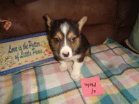 Grace4ohio, a male Pembroke Welsh Corgi for sale in Cardington, OH – Photo 6 of 9