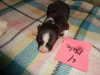 Grace4ohio, a male Pembroke Welsh Corgi for sale in Cardington, OH – Photo 4 of 5