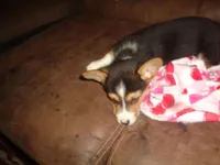 Grace4ohio, a male Pembroke Welsh Corgi for sale in Cardington, OH – Photo 4 of 9