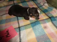 Grace4ohio, a male Pembroke Welsh Corgi for sale in Cardington, OH – Photo 5 of 5