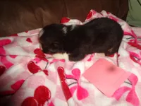 Grace4ohio, a male Pembroke Welsh Corgi for sale in Cardington, OH – Photo 3 of 5