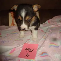 Grace4ohio, a male Pembroke Welsh Corgi for sale in Cardington, OH – Photo 7 of 9