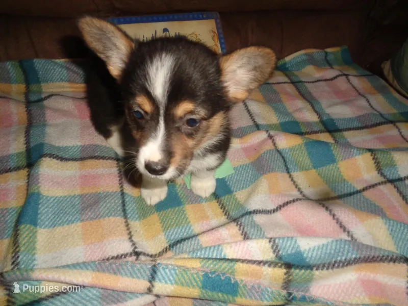 Grace4ohio – Pembroke Welsh Corgi puppy for sale in Cardington, OH