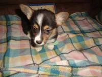 Grace4ohio, a male Pembroke Welsh Corgi for sale in Cardington, OH – Photo 5 of 9