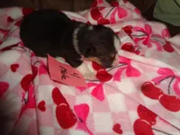 Grace4ohio, a male Pembroke Welsh Corgi for sale in Cardington, OH – Photo 2 of 5