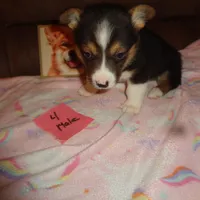 Grace4ohio, a male Pembroke Welsh Corgi for sale in Cardington, OH – Photo 8 of 9