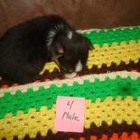 Grace4ohio, a male Pembroke Welsh Corgi for sale in Cardington, OH – Photo 9 of 9