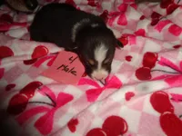 Grace4ohio, a male Pembroke Welsh Corgi for sale in Cardington, OH – Photo 1 of 5