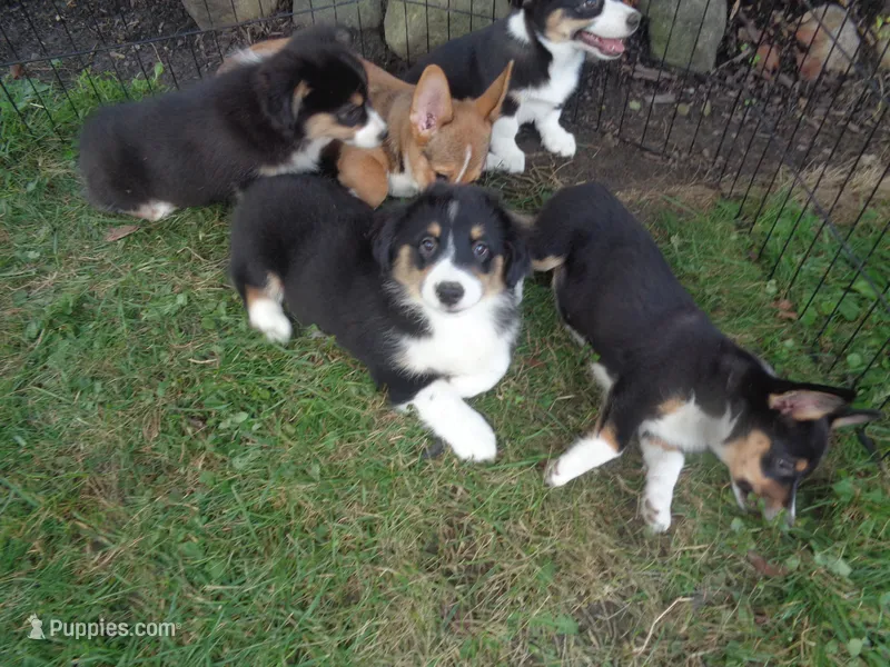 June30hio – Pembroke Welsh Corgi, Miniature Australian Shepherd puppy for sale in Cardington, OH