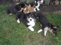 June30hio, a male Pembroke Welsh Corgi and Miniature Australian Shepherd for sale in Cardington, OH – 1 of 7