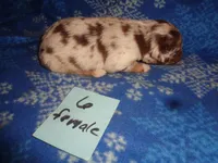 lady6ohio, a female Australian Shepherd for sale in Cardington, OH – 3 of 3