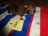 Lola3ohio, a male Pembroke Welsh Corgi for sale in Cardington, OH – 6 of 9