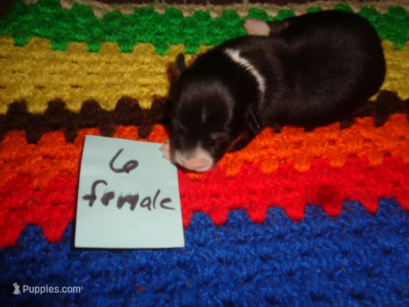 June6ohio – Pembroke Welsh Corgi, Miniature Australian Shepherd puppy for sale in Cardington, OH