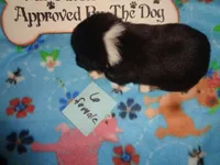 June6ohio, a male Pembroke Welsh Corgi and Miniature Australian Shepherd for sale in Cardington, OH – 7 of 10
