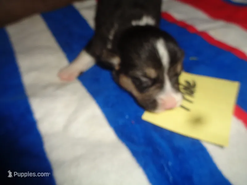 Lola1ohio – Pembroke Welsh Corgi puppy for sale in Cardington, OH