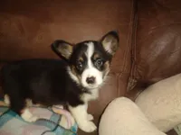 June1ohio, a female Pembroke Welsh Corgi and Miniature Australian Shepherd for sale in Cardington, OH – 1 of 10