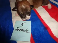 Lola5ohio, a female Pembroke Welsh Corgi for sale in Cardington, OH – 5 of 9