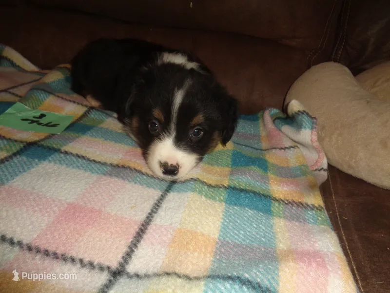June30hio – Pembroke Welsh Corgi, Miniature Australian Shepherd puppy for sale in Cardington, OH