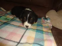 June30hio, a male Pembroke Welsh Corgi and Miniature Australian Shepherd for sale in Cardington, OH – 1 of 9