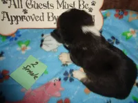 June20hio, a female Pembroke Welsh Corgi and Miniature Australian Shepherd for sale in Cardington, OH – 6 of 9