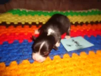 June4ohio, a female Pembroke Welsh Corgi and Miniature Australian Shepherd for sale in Cardington, OH – 3 of 3