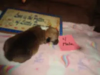 Lola4ohio, a male Pembroke Welsh Corgi for sale in Cardington, OH – 2 of 3