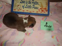 Lola3ohio, a male Pembroke Welsh Corgi for sale in Cardington, OH – 3 of 3