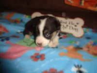 June1ohio, a female Pembroke Welsh Corgi and Miniature Australian Shepherd for sale in Cardington, OH – 3 of 8