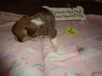 Lola3ohio, a male Pembroke Welsh Corgi for sale in Cardington, OH – 2 of 9