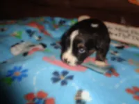 June50hio, a male Pembroke Welsh Corgi and Miniature Australian Shepherd for sale in Cardington, OH – 6 of 7